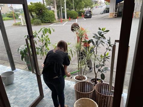 長時間不在家 植物|長期不在時の植物のケア方法について